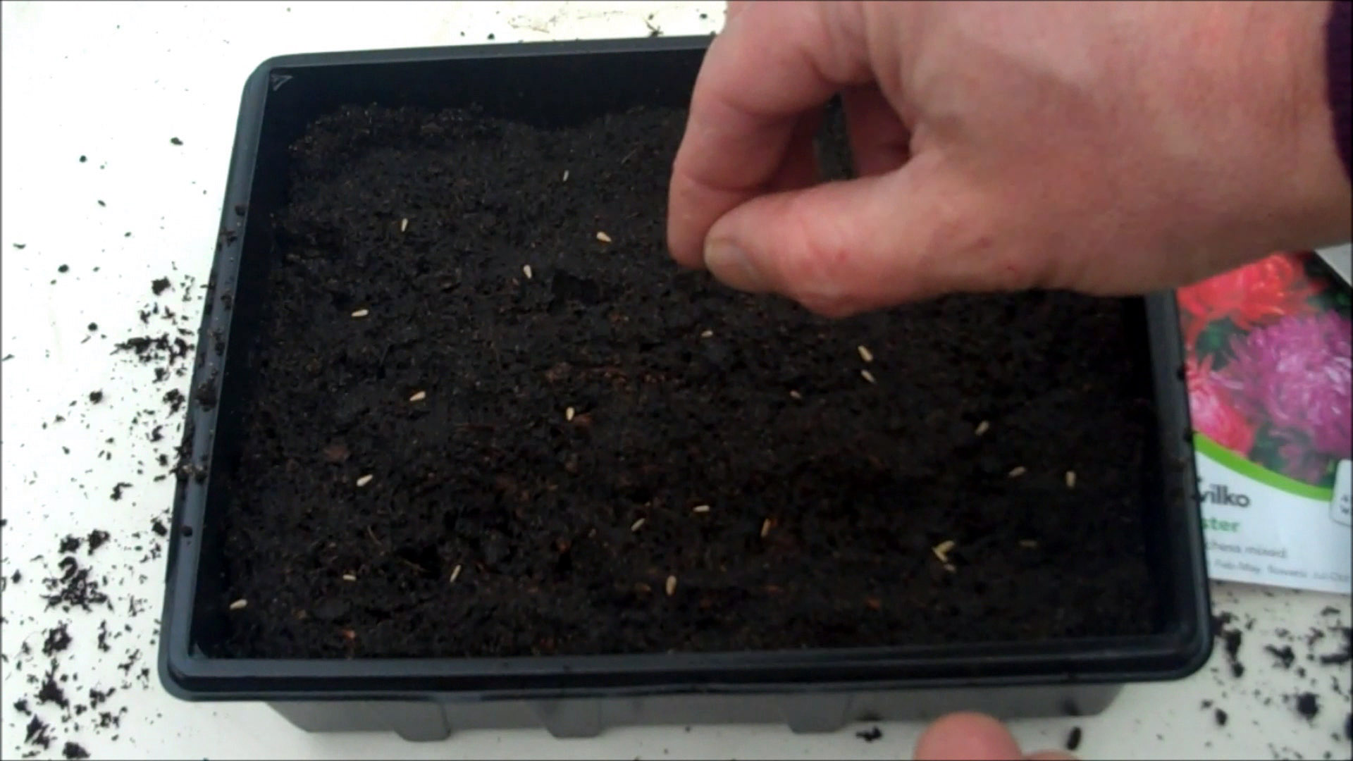 place seeds on compost