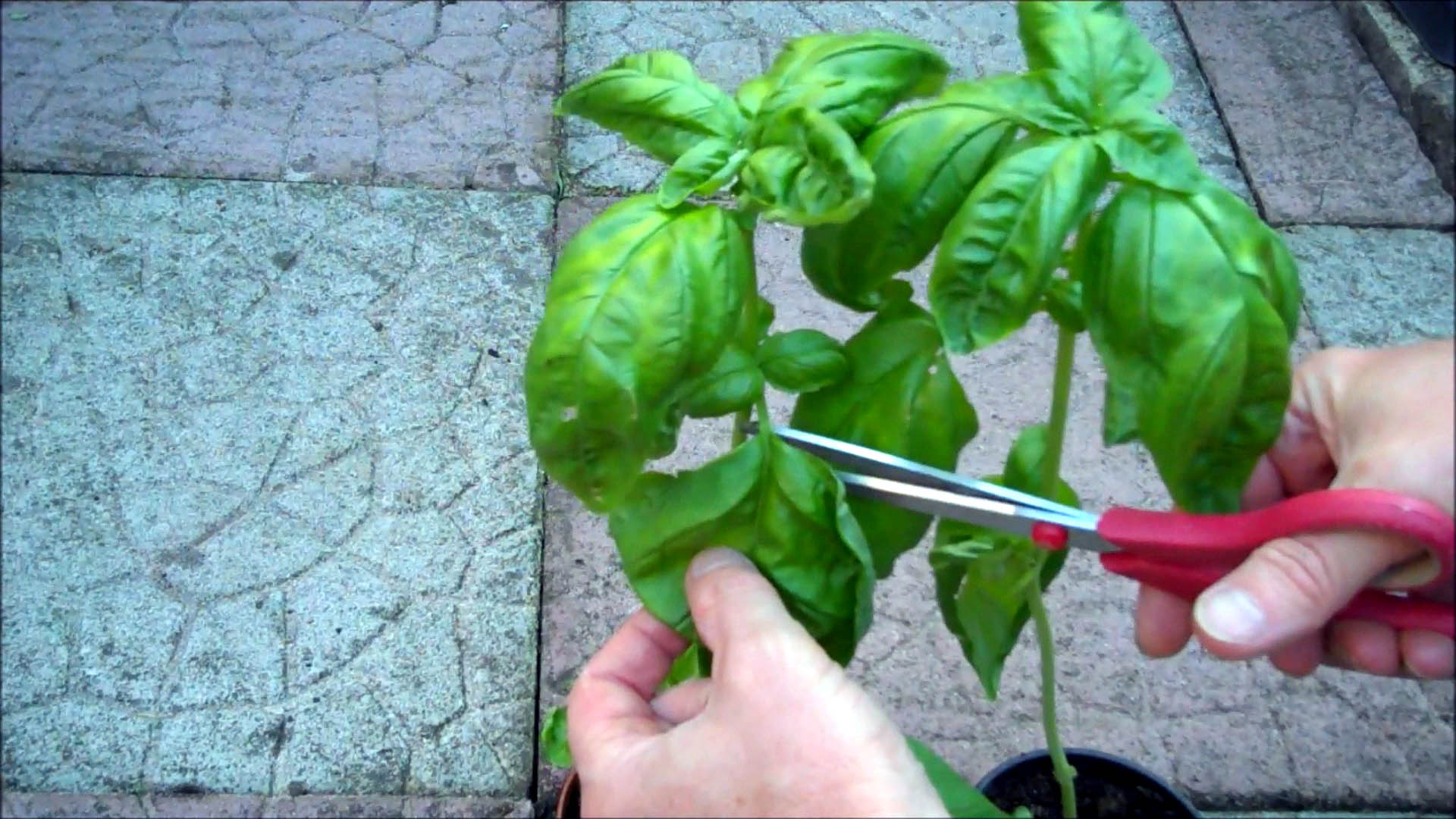 transplanted seedlings