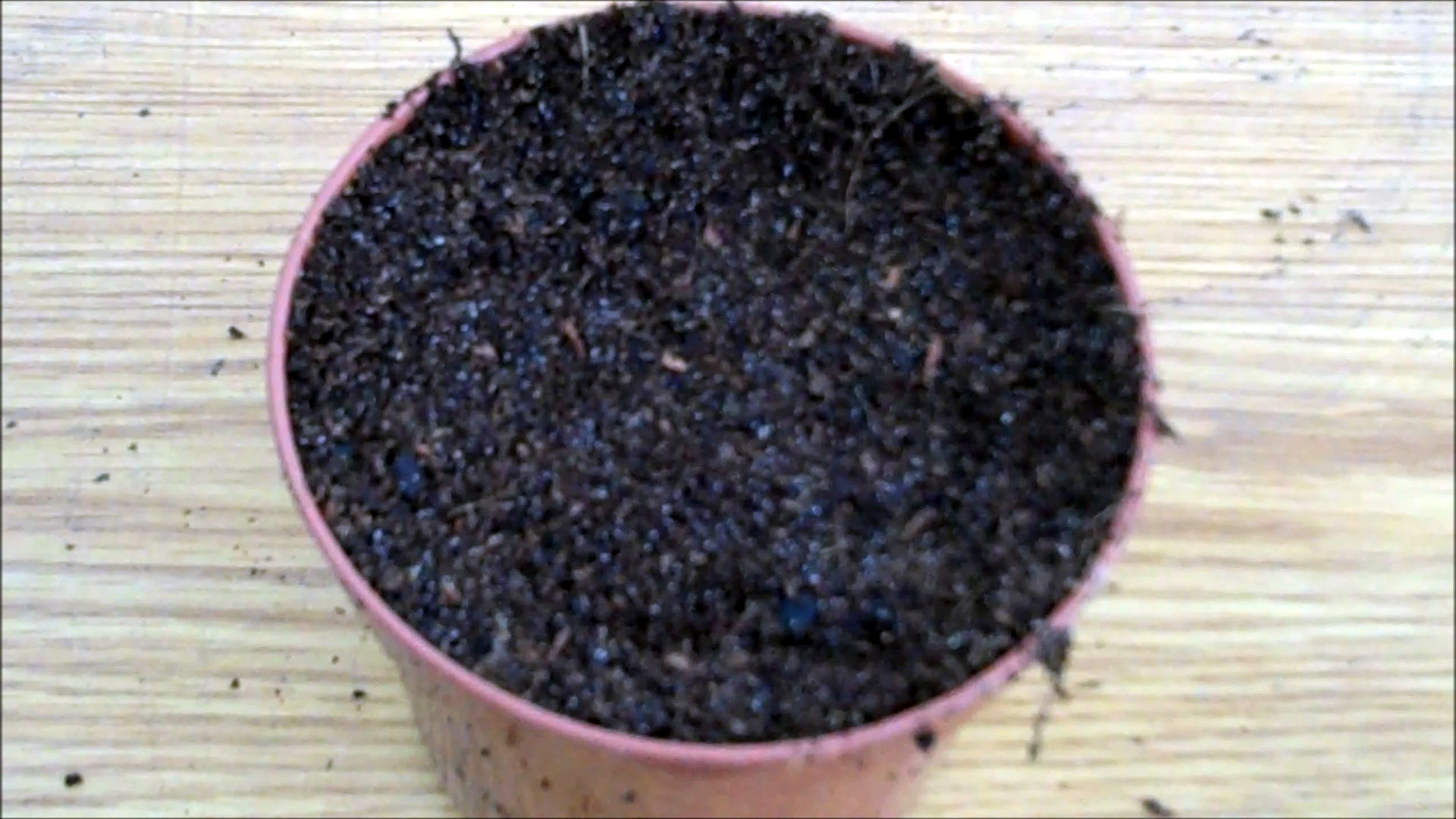 fill pots with compost