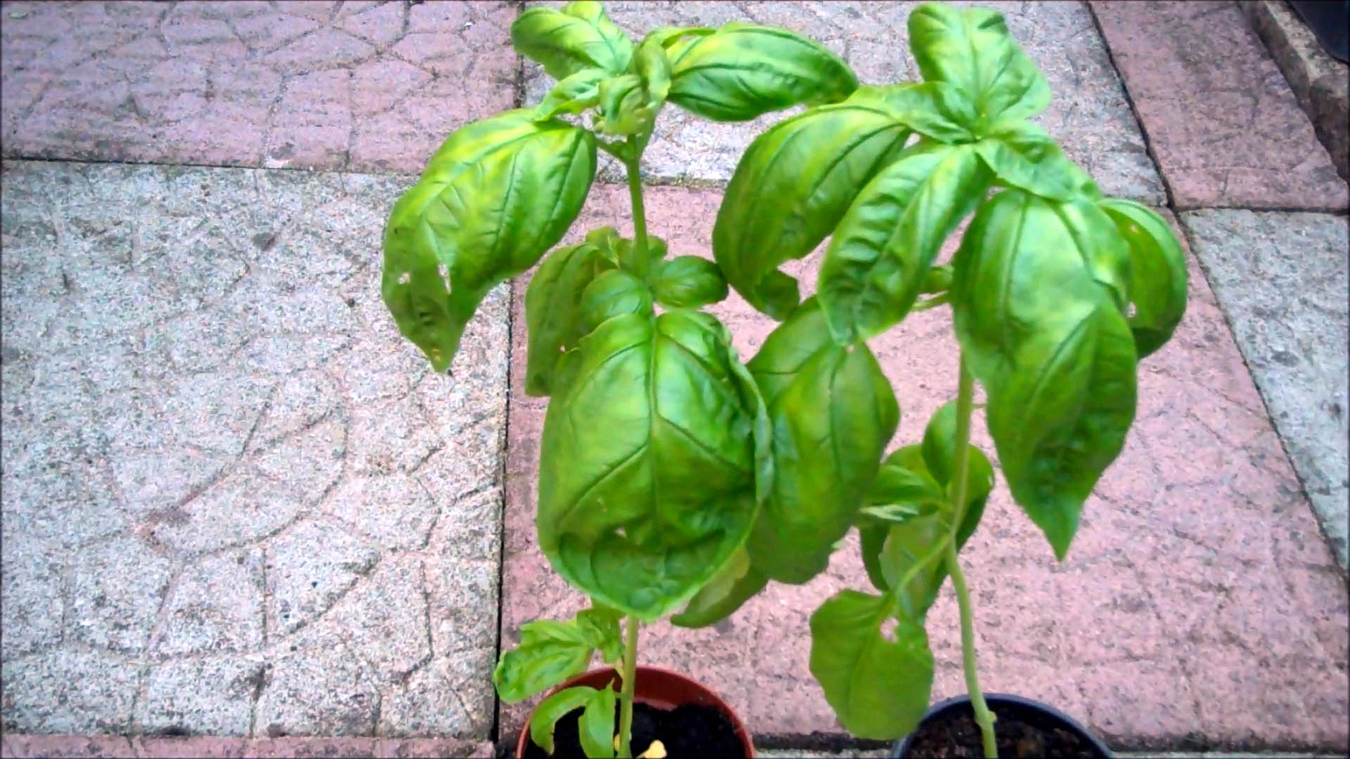 seedlings in the pot