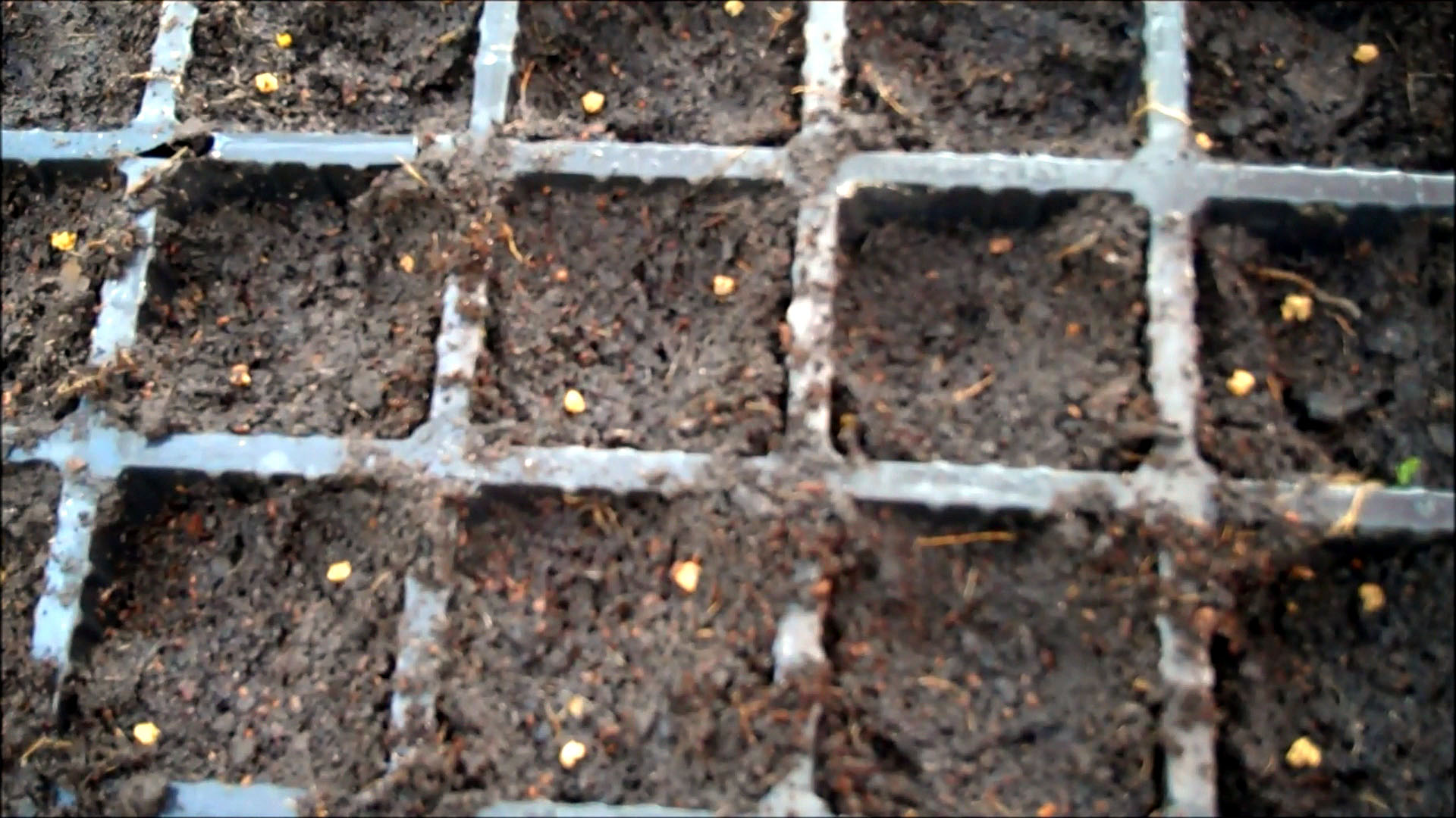 place seeds on compost