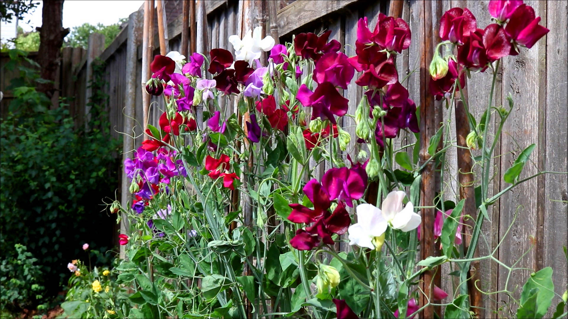 sweet pea flowers